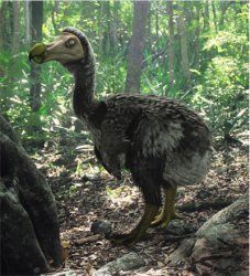 Dodo Meme Template