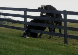 cow stuck in fence Meme Template