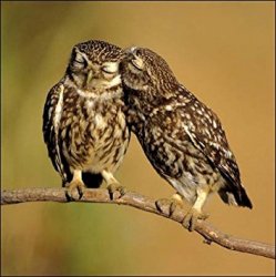 kissing owls Meme Template