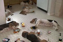 Drunk dogs after party Meme Template