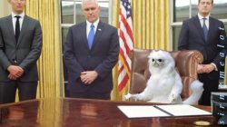 Guardian Cat In Oval Office Meme Template
