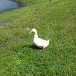 Steve the Duck Meme Template