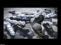 Pigeon Chess Blank Meme Template