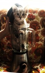 kitty in a mixer Meme Template