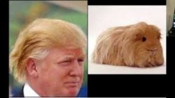 Who wore it better trump Meme Template
