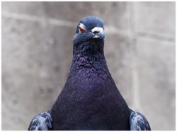 Hatred Pigeon Meme Template