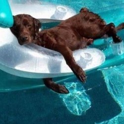 dog float pool Meme Template