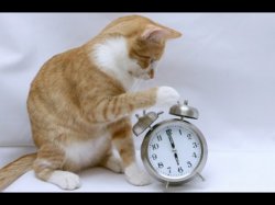 Cat Setting Alarm Clock Meme Template