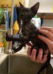 Now that's a soaking wet pussy Meme Template