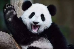 Panda Meme Template