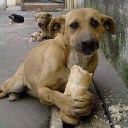Perro con pan Meme Template