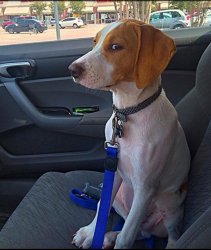 Suspicious Dog in Car Meme Template