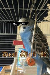 When Your Birbs Cooler Than You Meme Template