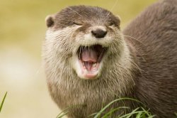 otter laughing Meme Template