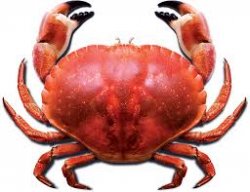 Crab Meme Template