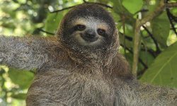Happy Sloth Meme Template