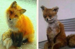 fox Meme Template