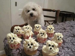 cupcake dog Meme Template
