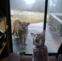 House Cat with Mountain Lion at the door Meme Template