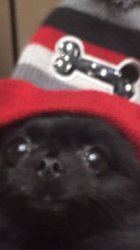 Eric the Pom. Meme Template