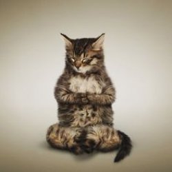 Cat Namaste Meme Template