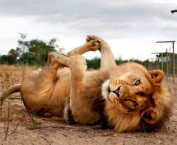 Lion Yoga Meme Template