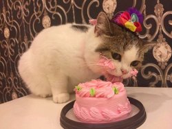 cat cake Meme Template