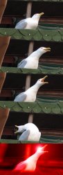 Seagull inhaling Meme Template
