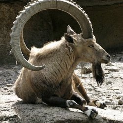 Billy goat big horns Meme Template