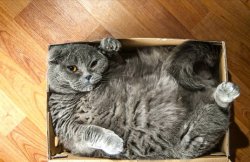 cat in a box Meme Template