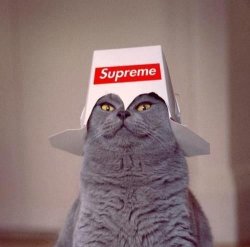 the supreme cat Meme Template