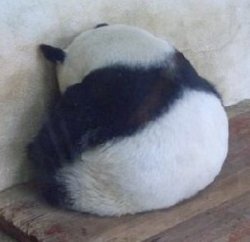 Sad Panda Meme Template