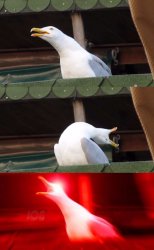 mirrored seagull Meme Template