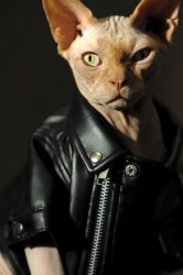 Rebel without claws Meme Template