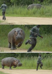 hippo Meme Template
