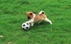 Soccer dog Meme Template