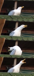 Seagull inhales Meme Template