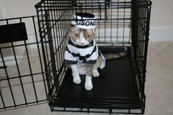 Prison Cat Meme Template