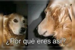 porque eres asi Meme Template