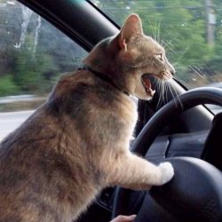 Road Rage Cat Meme Template