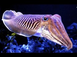 That Cuttlefish Meme Template