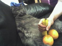 fruit pp cat Meme Template