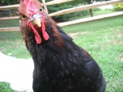 angry rooster Meme Template