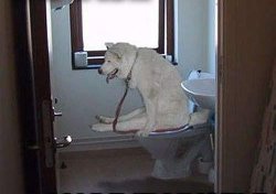 Dog On Toilet Meme Template