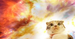 Space Cat Meme Template
