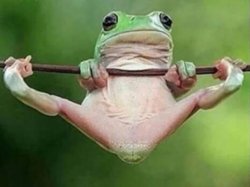 frog legs spread Meme Template