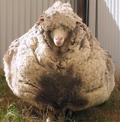 Wooly sheep Meme Template