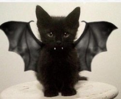 Black kitten bat Meme Template