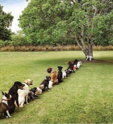 Dogs in Line to Pee on Tree Meme Template