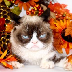 Grumpy Cat Autumn Meme Template